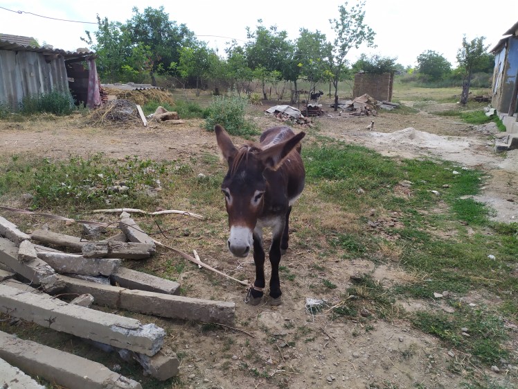 IMG_20190726_173510_1